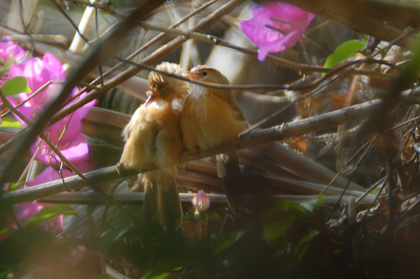 Rufous-bellied Babbler