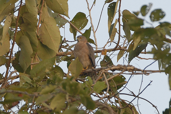 Shikra