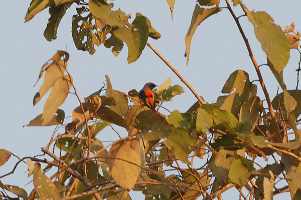 Small Minivet
