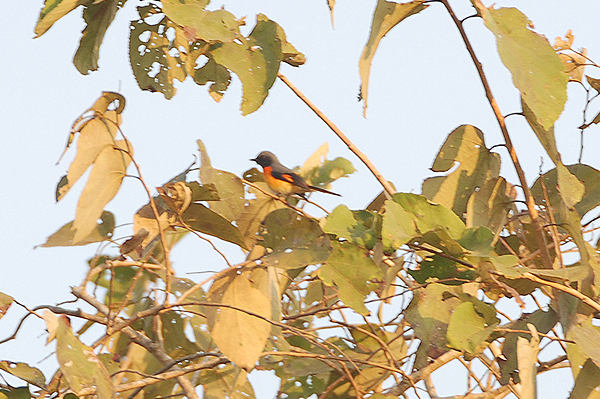 Small Minivet