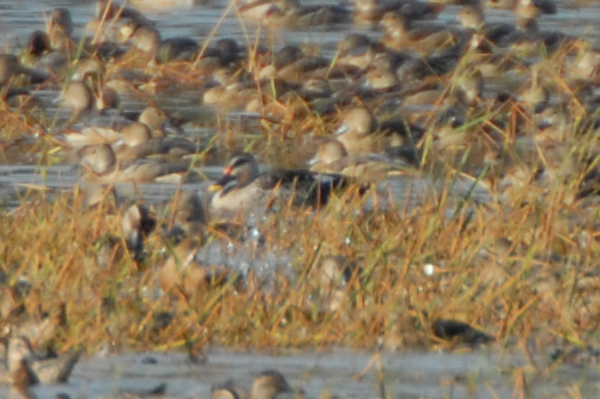 Spot-billed Duck