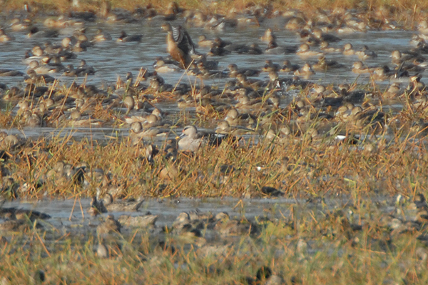 Spot-billed Duck