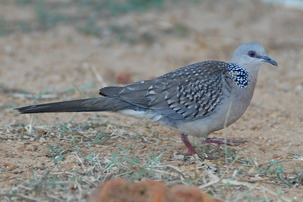 Spotted Dove