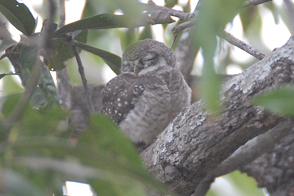 Spotted Owl