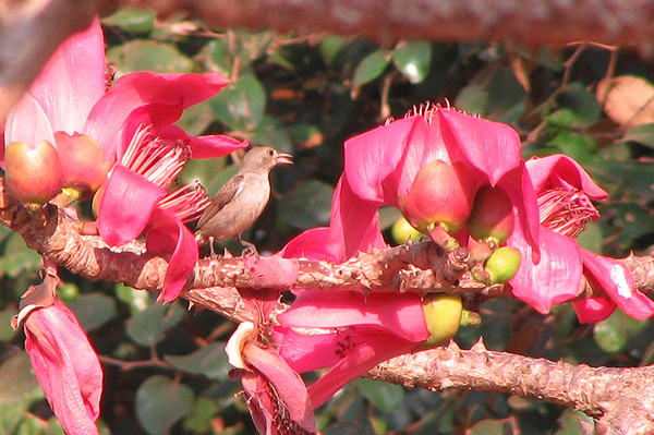 Tickells Flowerpecker