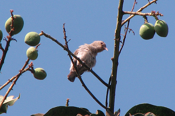 Tickells Flowerpecker