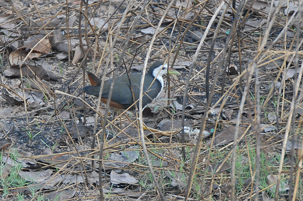 White-breasted Waterhen