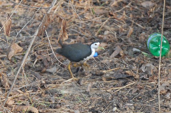 White-breasted Waterhen