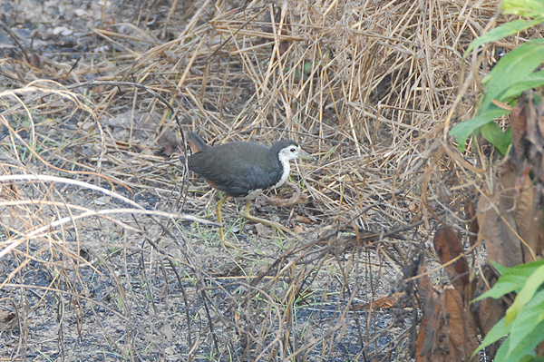 White-breasted Waterhen