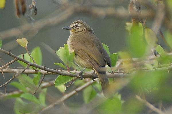 White-browed Bulbul