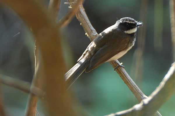 White-browed Fantail-flycatcher