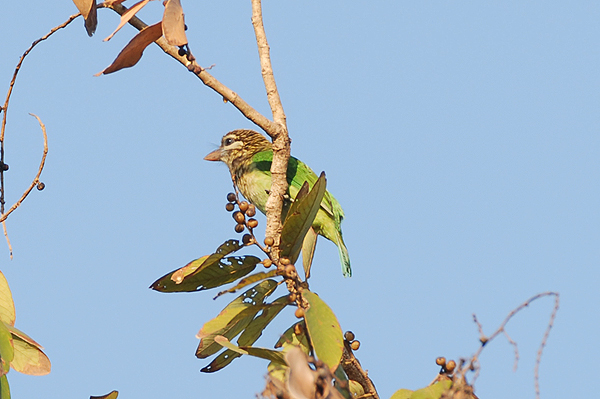 White-cheeked Barbet