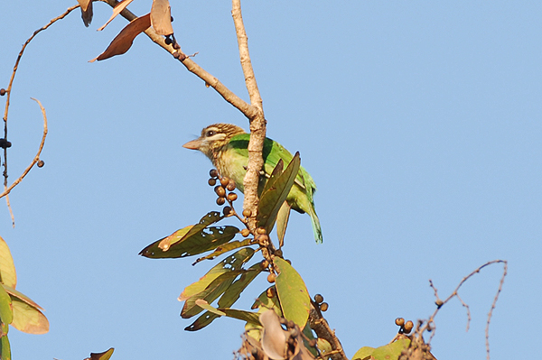 White-cheeked Barbet