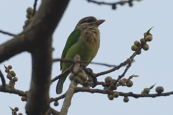 White-cheeked Barbet