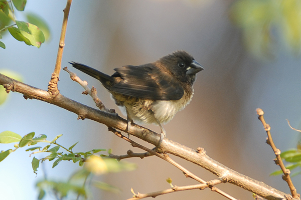 White-rumped Munia