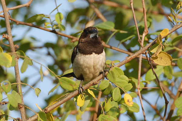 White-rumped Munia