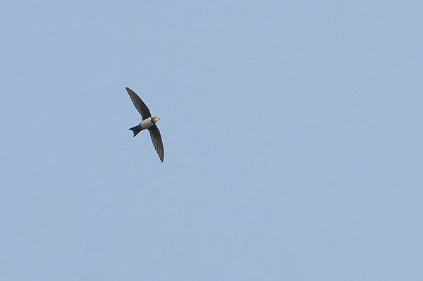 Alpine Swift