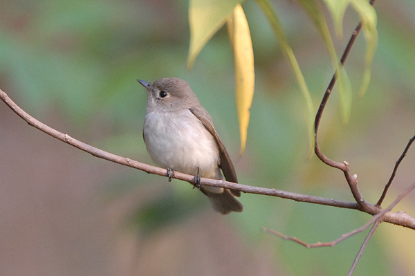 Asian Brown Flycatcher 