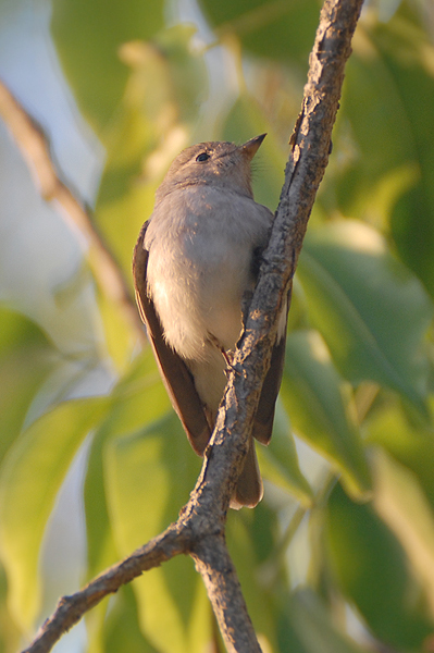 Asian Brown Flycatcher 