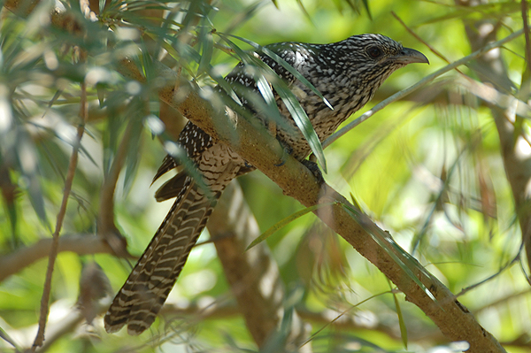 Asian Koel