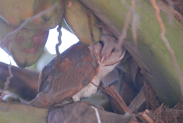 Barn Owl