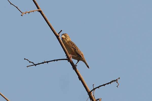 Baya Weaver