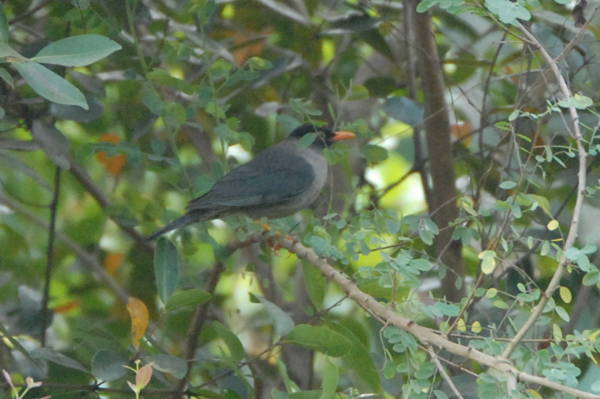 Asian Blackbird