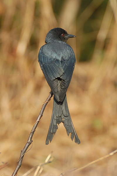 Black Drongo