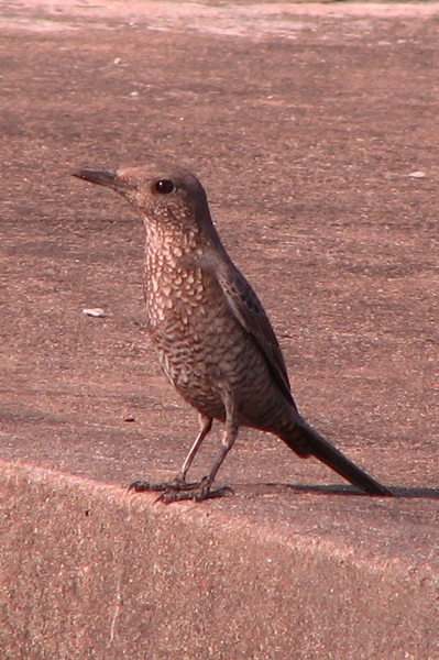 Blue Rock Thrush