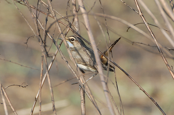 Bluethroat