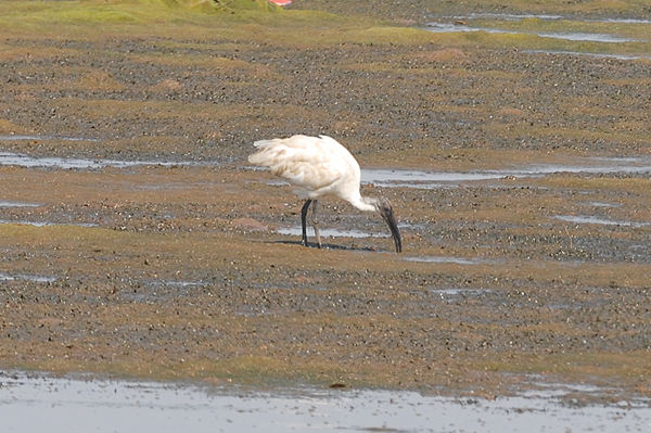 Black-necked Ibis