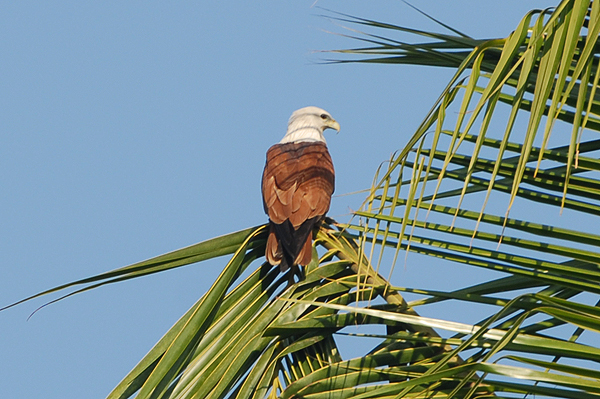 Brahminy Kite