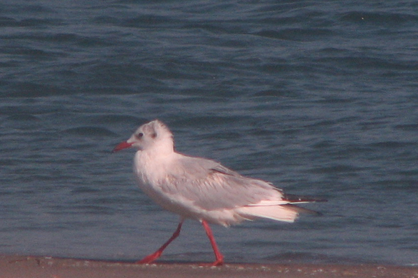 Brown-headed Gull