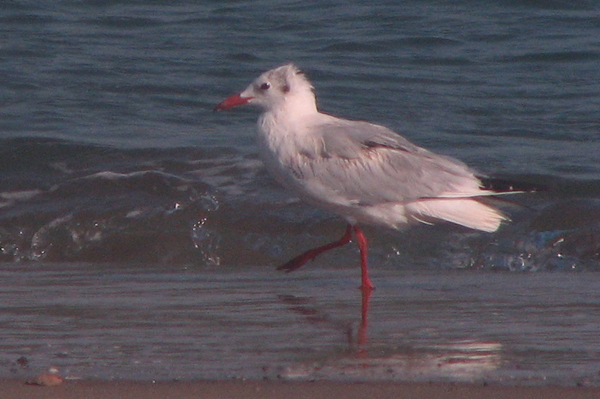Brown-headed Gull
