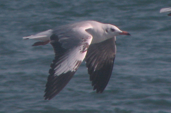 Brown-headed Gull