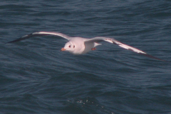 Brown-headed Gull