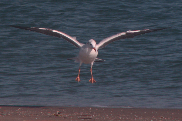 Brown-headed Gull