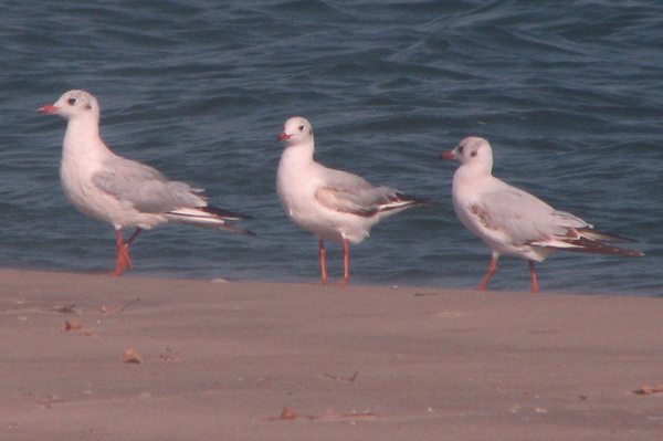 Brown-headed Gull