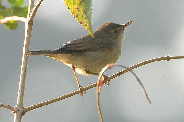 Blyth's Reed Warbler