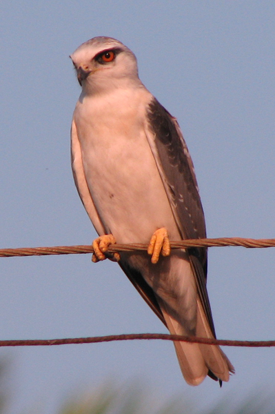 Black-shouldered Kite