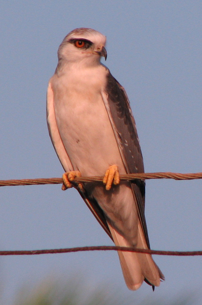 Black-shouldered Kite