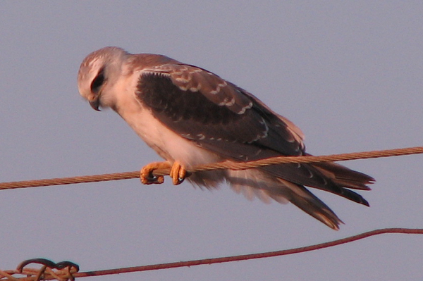 Black-shouldered Kite