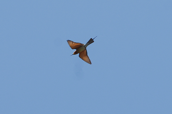 Blue-tailed Bee-eater