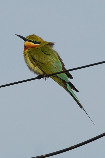 Blue-tailed Bee-eater
