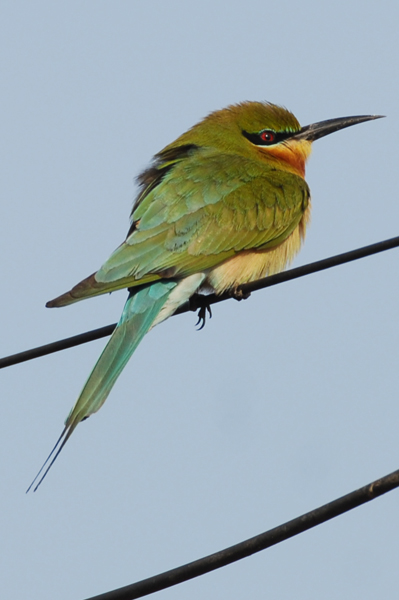 Blue-tailed Bee-eater