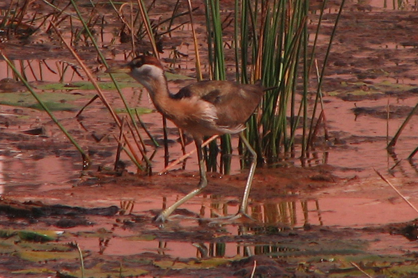 Juvenile Bronze-winged Jacana