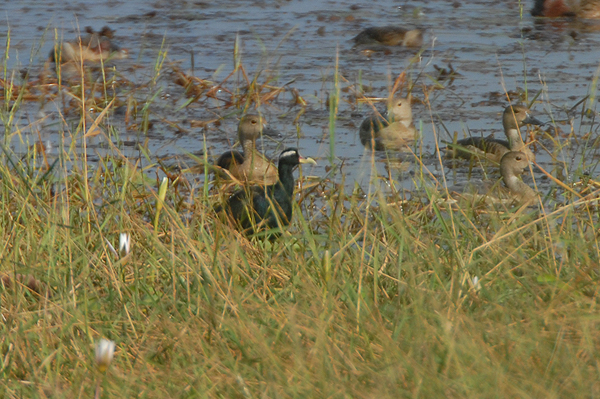 Bronze-winged Jacana