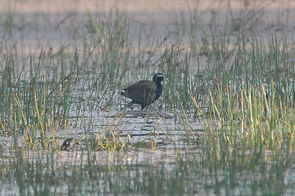 Bronze-winged Jacana
