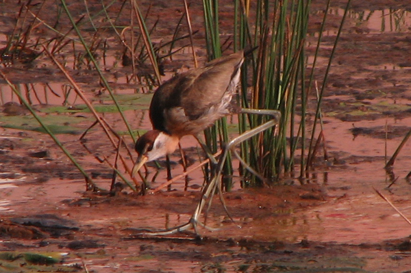 Bronze-winged Jacana