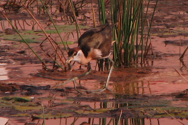 Bronze-winged Jacana